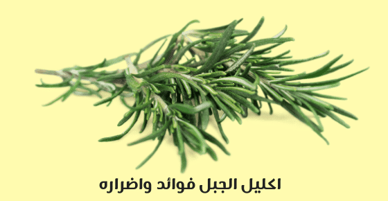 اكليل الجبل فوائد واضراره
