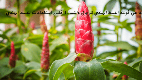 ما هي فوائد القسط الهندي للرجال والنساء | افضل استخدامات للقسط الهندي
