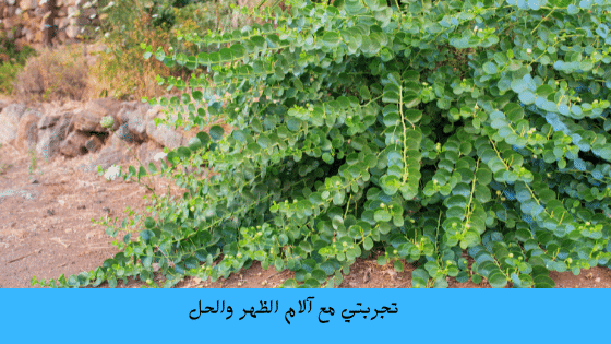 عشبة القبار لعلاج الظهر