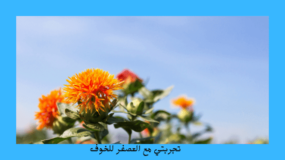 تجربتي مع العصفر للخوف والاكتئاب