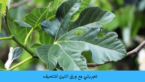فوائد ورق التين للتكيسات