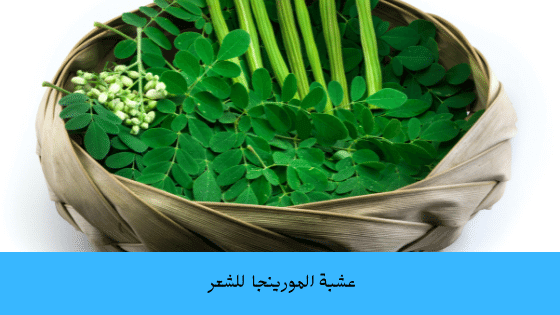 فوائد عشبة المورينجا للشعر