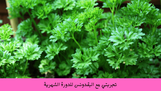 فوائد ماء البقدونس للدورة الشهرية
