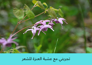 عشبة العنزة للشعر