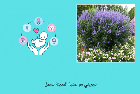 عشبة المدينة للحمل