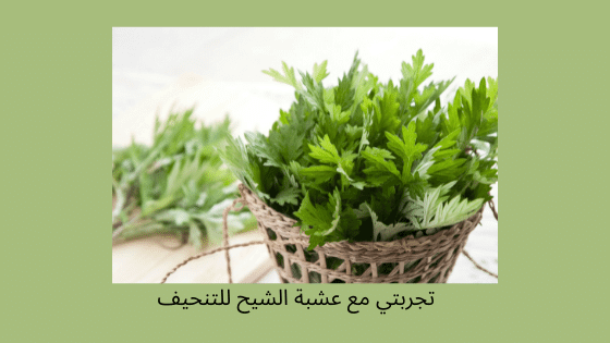 عشبة الشيح للتنحيف