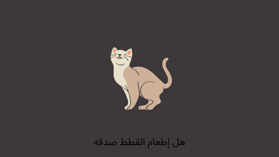 هل إطعام القطط صدقه