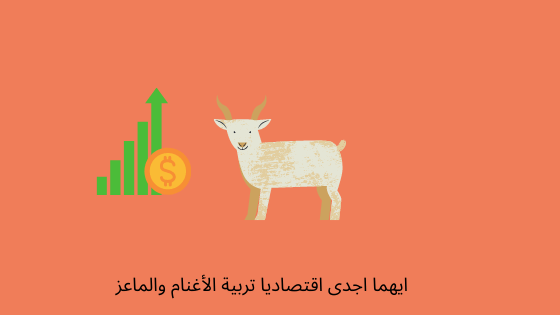 ايهما اجدى اقتصاديا تربية الاغنام والماعز