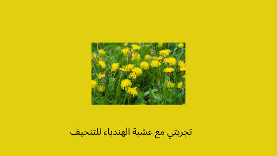 تجربتي مع عشبة الهندباء للتنحيف
