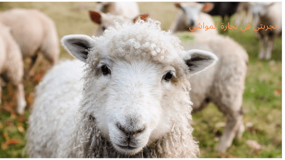 تجارة المواشي